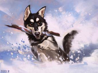 black_body black_claws black_fur brown_eyes claws feral fur multicolored_body multicolored_fur playing quadruped running snow solo stick stick_in_mouth two_tone_body two_tone_fur white_body white_fur alexpahomov canid canine canis domestic_dog husky mammal nordic_sled_dog siberian_husky spitz 2023 4:3 digital_media_(artwork) digital_painting_(artwork) painting_(artwork)