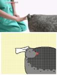 ambiguous_gender blush disembodied_hand duo earhole feral flexible_neck grey_body grey_skin markings real shy solo_focus spots spotted_body spotted_skin toony whiskers keke_(artist) human mammal marine pinniped seal 2d_animation animated digital_media_(artwork) flipnote_studio_(artwork) frame_by_frame low_res short_playtime