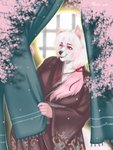 anthro asian_clothing black_nose cherry_blossom clothing east_asian_clothing female flower fur hair japanese_clothing kimono long_hair one_eye_closed open_mouth pink_body pink_ears pink_eyes pink_fur pink_hair plant prunus_(flower) ribbons solo white_body white_fur white_hair window pokushart sakura_d._lyall canid canine canis fox hybrid mammal wolf absurd_res hi_res