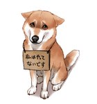 all_fours brown_body brown_fur cardboard countershading embarrassed feral fur paws quadruped sad shaming simple_background sitting solo tail text white_background white_body white_fur ayaka canid canine canis domestic_dog mammal shiba_inu spitz japanese_text translated