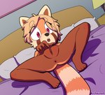 anthro anus bed butt clitoris female flat_chested furniture genitals hair lying nude on_back pink_eyes plump_labia pussy solo spread_legs spreading tan_hair urethra young young_anthro young_female archxuna ailurid mammal red_panda hi_res