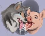 ambiguous_gender black_lips bodily_fluids canid canine canis domestic_pig duo fangs feral feral_on_feral french_kissing interspecies kissing lips long_tongue mammal open_mouth saliva saliva_on_tongue simple_background suid suina sus_(pig) teeth tongue ungulatr wolf
