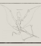 9:10 absurd_res anthro archer arrow_(weapon) black_and_white bottomwear bow_(weapon) breasts clothed clothing english_text female flying foot_archery front_view full-length_portrait graphite_(artwork) hand_feet handwritten_text hi_res letterbox line_art loincloth membrane_(anatomy) membranous_wings monochrome pencil_(artwork) portrait pose ranged_weapon sketch solo text thalassodromeus topless traditional_media_(artwork) upai weapon wings