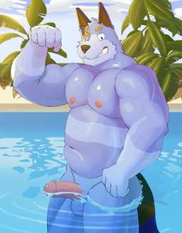 anthro balls biceps blue_body blue_fur brown_body brown_fur erection flexing flexing_bicep fur genitals humanoid_genitalia humanoid_penis looking_at_viewer male male_anthro musclegut muscular muscular_anthro muscular_male nipples nude nude_anthro nude_male one_eye_closed outside overweight overweight_anthro overweight_male partially_submerged penis pink_penis smile solo standing swimming_pool tail teeth wink winking_at_viewer devaney bluey_(series) stripe_heeler australian_cattle_dog canid canine canis cattledog domestic_dog herding_dog mammal pastoral_dog 2025 hi_res