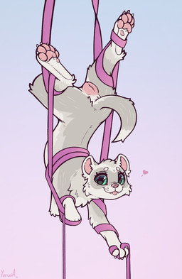 5_toes acrobat acrobatics aerial_silk anatomically_correct anatomically_correct_genitalia anatomically_correct_vulva animal_genitalia animal_vulva anus arched_back arm_support arm_tuft balancing barely_visible_pawpads bent_back big_eyes blep blue_background brown_nose butt cheek_tuft claws countershade_torso countershading curved_tail cute_fangs dancing deeply_arched_back digitigrade dipstick_tail ear_tuft elbow_tuft eyebrows eyebrows_(marking) facial_markings facial_tuft fangs feet female female_feral feral finger_claws flexible fluffy forward_arm_support fur genitals gradient_background green_eyes grey_body grey_fur grey_markings guard_hair head_back head_markings heart_symbol hindpaw in_heat leg_tuft legs_above_head looking_at_viewer looking_back looking_back_at_viewer markings mask_(marking) mottled mottled_nose mustelid_genitalia mustelid_vulva neck_tuft pawpads paws perineum pink_anus pink_background pink_inner_ear pink_nose pink_pawpads pink_tongue pink_vulva raised_tail rear_view scorpion_(position) silks simple_background smile smiling_at_viewer solo spread_legs spreading suspension tail tail_anus tail_markings teeth three-quarter_view toe_claws toes tongue tongue_out toony tuft two_tone_nose underpaw upside_down vulva whisker_spots white_body white_claws white_ears white_eyebrows white_feet white_fur white_hands white_paws wrapped_up yurusa sunny_silver domestic_ferret european_polecat hybrid mammal mustelid musteline true_musteline weasel 2026 digital_drawing_(artwork) digital_media_(artwork) full-length_portrait hi_res portrait signature