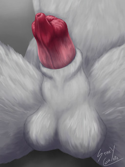 anatomically_correct anatomically_correct_genitalia anatomically_correct_penis animal_genitalia animal_penis anthro balls canine_genitalia canine_penis close-up erection genitals half-erect knot knot_in_sheath knotted_penis male penis sheath simple_background solo urethra_tip stinkycoyote canid canine canis domestic_dog mammal 3:4 absurd_res hi_res