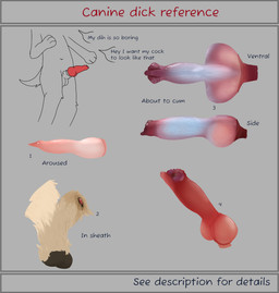 anatomically_correct anatomically_correct_genitalia anatomically_correct_penis animal_genitalia animal_penis anthro canine_genitalia canine_penis disembodied_penis erection front_view fully_sheathed fur genitals how-to knot knot_root knotted_penis male nude_anthro penis realistic red_penis reference_guide sheath solo speech_bubble text urethra conditional_dnp hellion canid canine mammal digital_media_(artwork) english_text hi_res ibispaint_(artwork)