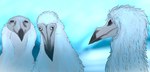 ambiguous_gender beak black_eyes blurred_background empty_eyes feathers feral group looking_at_another looking_at_viewer mountain outside snow thousand_yard_stare trio white_body white_feathers wide_eyed bluefuryarts avian cryptid erosion_bird hi_res