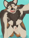 all_fours animal_genitalia anthro arm_hair armpit_hair balls barazoku belly belly_hair blue_background body_hair brown_hair chest_hair ear_tuft feet flaccid forearm_hair forearms fully_sheathed genitals hair hairy happy_trail leg_hair licking licking_lips looking_at_viewer male mature_male nipples nude open_mouth penis pubes sheath shoulder_hair simple_background slightly_chubby solo stubble tongue tuft yellow_eyes furscribbles canid canine canis domestic_dog mammal 2023 hi_res