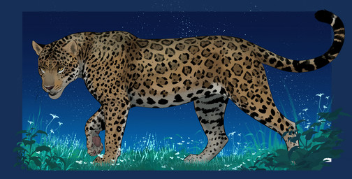 4_toes amber_eyes dipstick_tail feet female feral flower fur grass inner_ear_fluff markings multicolored_body multicolored_fur night outside pawpads pink_pawpads plant purple_nose solo spots star tail tail_markings tan_body tan_fur tan_inner_ear_fluff toes tuft walking whiskers elenpanter felid jaguar mammal pantherine 2024 alpha_channel watermark