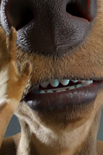 2:3 3d_(artwork) 3d_animation 5_fingers ambiguous_gender animated anthro canid canine canis claws close-up digital_media_(artwork) dobermann dobermann_(untied_verbeger) domestic_dog dr_whooves_(artist) finger_claws fingers first_person_view fur hi_res licking mammal mawplay mouth_shot no_sound open_mouth pinscher short_playtime simple_background size_difference solo teeth tongue tongue_out untied_verbeger webm