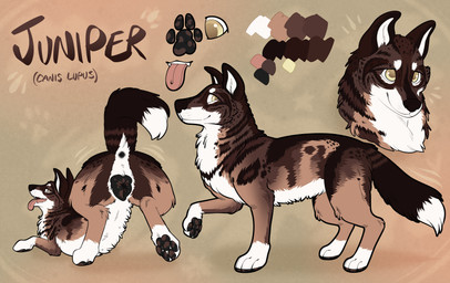 amber_eyes animal_genitalia animal_vulva anus ass_up belly brown_body brown_fur brown_legs butt canine_genitalia canine_vulva dipstick_tail female female_feral feral fur genitals markings mottled mottled_genitalia mottled_pawpads mottled_vulva pawpads presenting presenting_anus presenting_hindquarters presenting_vulva solo tail tail_markings vulva white_belly white_body white_fur white_paws pariahpuppy juniper_(fishymishy) canid canine canis mammal wolf absurd_res hi_res model_sheet