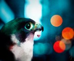 ambiguous_gender beak black_beak black_body black_eyes black_feathers bokeh city city_background depth_of_field detailed_background feathers feral heart_ornament heart_symbol initials looking_away looking_offscreen object_in_mouth ornament_in_mouth solo white_body white_feathers yellow_cere skia avian bird falcon falconid peregrine_falcon headshot_portrait portrait signature