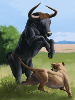 balls black_body black_fur black_nose brown_hair duo feral fight fur genitals grass grasslands hair horn male plant quadruped short_fur tan_body tan_fur whisker_spots whiskers white_underside agustindiazart aurochs bovid bovine cave_lion felid mammal pantherine prehistoric_species recently_extinct_species 2024 3:4 hi_res