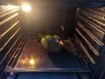 anthro appliance avian_feet big_eyes black_body black_eyes black_feathers feathered_tail feathered_wings feathers female feral humor kitchen_appliance looking_at_viewer oven solo tail wings twtr dash_the_raven avian bird corvid corvus_(genus) oscine passerine raven hi_res meme