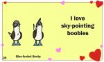 ambiguous_gender beak black_eyes duo feral heart_symbol holidays humor pun text birdcheese valentine's_day avian bird blue-footed_booby booby_(bird) sulid suliform 5:3 animated digital_media_(artwork) english_text low_res short_playtime