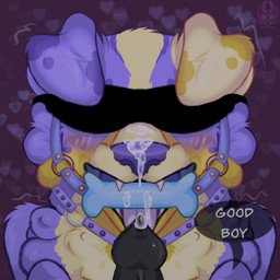 anthro aroused bdsm belt black_penis bodily_fluids bone_gag collar cum cum_on_face fur gag genital_fluids genitals male multicolored_body multicolored_fur orgasm penis purple_body purple_fur solo tongue tongue_out yellow_body yellow_fur airymiller canid canine mammal hi_res