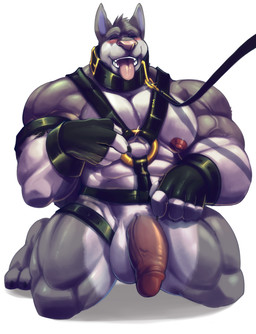 abs anthro balls barefoot bdsm belly biceps big_muscles big_penis biped blush bondage bondage_gear bottomless bound bracelet claws clothed clothing collar erection eyes_closed feet fingerless_gloves foreskin front_view fur genitals gloves grey_body grey_fur grey_hair hair handwear harness huge_muscles huge_penis humanoid_genitalia humanoid_penis jewelry kneeling leash male manly mature_anthro mature_male muscular muscular_anthro muscular_arms muscular_male muscular_sub nipples nude open_mouth partially_retracted_foreskin paws pecs penis petplay pink_nose pose roleplay simple_background sitting slave smile solo spread_legs spreading submissive submissive_male teeth thick_penis tongue tongue_out vein veiny_penis komboochie waffle_(ashwaffles) canid canine canis mammal wolf 2015 hi_res