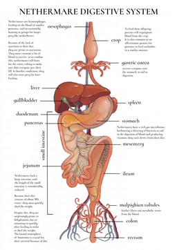 anatomy anatomy_chart chart esophagus guts intestines liver organs species_information species_sheet spleen stomach text vein zero_pictured jejejunum nethermare english_text hi_res technical_illustration
