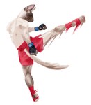 ankle_bracers anthro blue_eyes boxing_shorts clothing fingerless_gloves fur gloves handwear kick looking_ahead male martial_arts motion_blur motion_lines rear_view simple_background solo tan_body tan_fur white_background banoncat domestic_cat felid feline felis mammal siamese 2023 hi_res