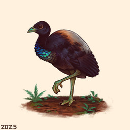 beak black_body black_feathers black_wings blue_chest brown_eyes feathers feral green_beak green_legs grey_back mud plant simple_background solo teal_chest white_background wings alexpahomov avian bird grey-winged_trumpeter gruiform trumpeter_(bird) 1:1 2025 digital_media_(artwork) digital_painting_(artwork) painting_(artwork)