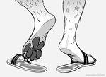 ambiguous_gender anthro claws clothing dirty_footwear feet foot_focus footwear hairy_legs pawpads plantigrade plantigrade_pawpads sandals shoes simple_background slides_(footwear) slippers solo toe_claws toeless_footwear white_background worn_footwear conditional_dnp dickarmdaryl canid canine mammal 2024 artist_name black_and_white digital_media_(artwork) greyscale monochrome signature sketch smaller_version_at_source watermark