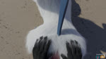 16:9 3d_(artwork) 3d_animation absol alternate_version_at_paywall animated anthro anthro_on_feral anthro_penetrating anthro_penetrating_feral anthro_pov bestiality better_version_at_paywall black_body black_fur blender_(artwork) breasts digital_media_(artwork) doublestuffed duo female female_penetrated feral feral_penetrated first_person_view from_behind_position fur generation_3_pokemon genitals gynomorph gynomorph/female gynomorph_penetrating gynomorph_penetrating_female gynomorph_pov intersex intersex/female intersex_penetrating intersex_penetrating_female intersex_pov looking_at_viewer looking_back nintendo no_sound pac-man_party patra penetrating_pov penetration penis pokemon pokemon_(species) purple_eyes red_eyes sex short_playtime small_breasts vaginal vaginal_penetration webm white_body white_fur widescreen