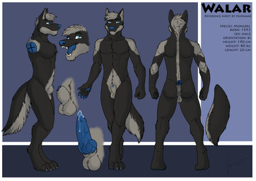 abs animal_genitalia animal_penis anthro athletic athletic_anthro athletic_male balls black_body black_fur black_tail blue_eyes blue_nose blue_penis bodily_fluids canine_genitalia canine_penis cum cum_on_own_penis cum_on_penis cum_on_self fangs front_view fur genital_fluids genitals grey_balls grey_body grey_fur grey_hair grey_tail hair knot looking_at_viewer male male_anthro mouth_closed nude open_mouth pecs penis penis_tip rear_view short_hair side_view solo standing tail teeth text hufnaar walar canid canine mammal 2015 absurd_res dated english_text hi_res model_sheet signature