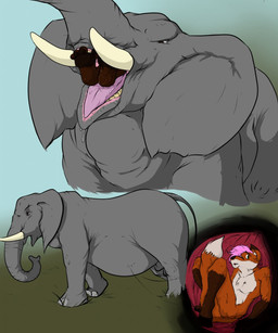 animal_genitalia anthro anthro_prey balls duo feral feral_pred fur genitals grey_body hair inside_stomach internal male male/male male_pred open_mouth oral_vore orange_body orange_fur penis pink_hair proboscis_(anatomy) sheath tongue trunk_(anatomy) tusks vore pandottermon canid canine elephant elephantid fox mammal proboscidean 2013 hi_res