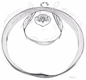 air_inflation ambiguous_gender anthro belly belly_expansion belly_inflation big_belly body_inflation close_to_bursting creaking expansion eyes_closed huge_belly hyper hyper_belly hyper_inflation immobile inflation onomatopoeia puffed_cheeks round_body solo sound_effects spherical_inflation striped_body stripes tail text pearkidart dreamworks kung_fu_panda master_tigress felid mammal pantherine tiger 2024 digital_drawing_(artwork) digital_media_(artwork) hi_res monochrome signature