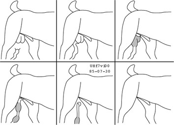 6_panel_comic ambiguous_gender animal_genitalia balls balls_eating balls_in_mouth castration cock_and_ball_torture eunuch feral genital_mutilation genital_torture genitals imminent_castration male male/ambiguous mutilation sheath standing swallowing tail urbanhermit ambiguous_species mammal 1985 dated greyscale monochrome