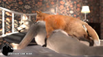 animal_genitalia animal_penis anthro anthro_on_feral anus balls bed bestiality butt canine_genitalia canine_penis duo erection female feral flat_chested furniture genitals headboard hot_dogging inside interspecies knot knotted_penis lamp lying male male/female nightstand on_bed on_front penile penis pillow sex hiad amaranth_(hiad) ash_(hiad) canid canine canis fox mammal true_fox wolf 16:9 2025 3d_(artwork) 3d_animation animated digital_media_(artwork) hi_res short_playtime sound webm widescreen