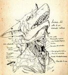 anatomy anthro dissection exposed_bone exposed_muscle gore hair male open_mouth organs sharp_teeth skinning solo teeth text vein luxury_gin fish marine shark 2018 biological_illustration hi_res italian_text medical_illustration technical_illustration translation_request