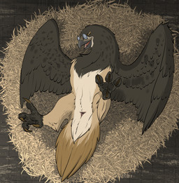 animal_genitalia avian_feet beak cloaca eyewear eyewear_only feathered_wings feathers feet female feral genitals glasses glasses_only looking_at_viewer lying nude on_back open_beak open_mouth smile solo tail tail_feathers talons toes wearing_glasses wings zafara_(artist) accipitrid accipitriform avian bird digital_media_(artwork) hi_res