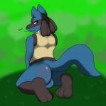 anthro backsack balls biped blue_body blue_fur blush butt fur genitals grass green_background kneeling looking_at_viewer looking_back male plant red_eyes simple_background solo tail wellek nintendo pokemon canid canine generation_4_pokemon lucario mammal pokemon_(species) 2015 hi_res