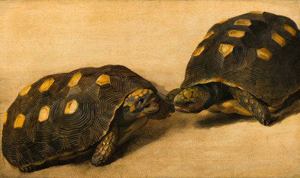 ambiguous_feral ambiguous_gender anatomically_inaccurate duo dutch_angle feral looking_at_another markings open_mouth quadruped scales shell simple_background spots spotted_body spotted_scales standing teeth turtle_shell albert_eckhout public_domain reptile scalie tortoise turtle 17th_century absurd_res ancient_art gouache_(artwork) hi_res painting_(artwork) traditional_media_(artwork) traditional_painting_(artwork)