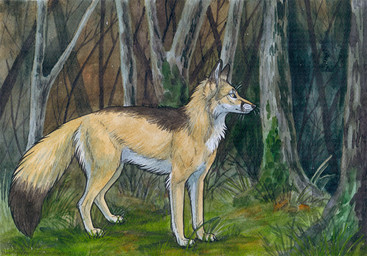 ambiguous_feral ambiguous_gender black_body black_fur black_tail cheek_tuft facial_tuft feral fur grass mouth_closed neck_tuft outside plant side_view solo tail tree tuft whiskers white_body white_fur yellow_body yellow_eyes yellow_fur heatherwolf canid canine fox mammal