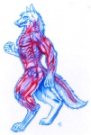 anatomy anthro bone digitigrade fist fur internal male muscular muscular_anthro muscular_male nude raised_arm raised_fist raised_hand side_view simple_background skeleton solo tail translucent translucent_body walking white_background iisaw canid canine canis mammal wolf 1993 colored_pencil_(artwork) traditional_media_(artwork)