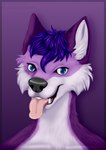 anthro black_nose blue_eyes fur male purple_body purple_fur solo tongue tongue_out white_body white_fur zhekathewolf second_life daxus canid canine canis mammal wolf 2021 bust_portrait hi_res portrait