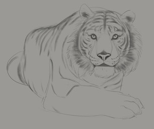 ambiguous_feral ambiguous_gender cheek_tuft facial_tuft feral fur looking_at_viewer lying mouth_closed on_front solo striped_back striped_body striped_fur stripes tuft whiskers aduran felid mammal pantherine tiger absurd_res hi_res monochrome sketch