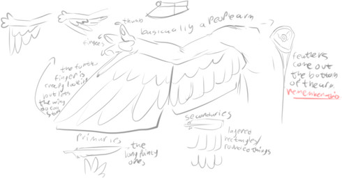 4_fingers ambiguous_gender anthro armless claws feather_tuft feathered_wings feathers finger_claws fingers fur how-to nude pawpads raised_arm red_text simple_background solo species_information spread_wings standing text tuft white_background winged_arms wings javenchi avali avian bird digital_drawing_(artwork) digital_media_(artwork) english_text guide_lines monochrome multiple_scenes sketch