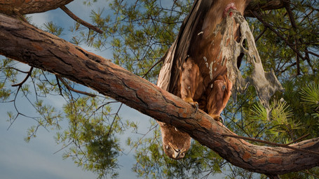 anus beak bird_feces branch brown_body brown_eyes brown_feathers butt claws colored_feces feathered_wings feathers feces feral liquid_feces looking_at_viewer looking_down looking_down_at_viewer male presenting presenting_hindquarters sharp_talons solo toe_claws unusual_feces white_feces wings kenresek accipitrid accipitriform avian bird eagle 16:9 3d_(artwork) 4k absurd_res blender_(artwork) digital_media_(artwork) hi_res widescreen