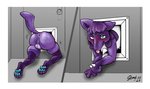 anthro anus balls blue_eyes blush border butt confined door fur genitals looking_down male pawpads paws pet_door purple_body purple_fur raised_tail rear_view smile solo stuck stuck_in_door tail through_wall tongue tongue_out white_border skunkiss nintendo pokemon fan_character shay-lluxurio generation_4_pokemon lucario pokemon_(species) absurd_res hi_res