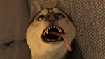 anal anal_penetration animal_dildo animal_genitalia animal_penis animal_sex_toy anus balls black_body black_ears black_fur black_nose black_pawpads blue_eyes bouncing_balls bouncing_penis breath canine_dildo canine_genitalia canine_penis dildo erection feral feral_penetrated fur genitals knot large_penetration looking_pleasured male male_feral male_penetrated multicolored_body multicolored_fur multiple_angles panting pawpads penetration penis pupils realistic_feral sex_toy solo_focus teeth tongue tongue_out two_tone_body two_tone_fur white_body white_fur shadethegaywolf canid canine canis domestic_dog husky mammal nordic_sled_dog spitz 16:9 3d_(artwork) 3d_animation 4k absurd_res animated digital_media_(artwork) hi_res huge_filesize short_playtime sound webm widescreen