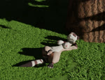 abdominal_bulge anthro belly big_belly breasts burping butt duo featureless_breasts female female/female female_pred female_prey fully_inside grass navel nipples nude oral_vore pawpads plant shrub soft_vore swallowing tail thick_thighs tree vore killero mammal mustelid musteline procyonid raccoon true_musteline weasel 3d_(artwork) 3d_animation animated digital_media_(artwork) high_framerate huge_filesize long_playtime no_sound webm