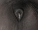 anal anatomically_correct anatomically_correct_anus anus anus_only black_anus bodily_fluids butt butt_shot close-up cum cum_on_anus equine_anus faceless_character feral fur genital_fluids male puffy_anus realistic_feral solo darkmare equid equine horse mammal 2019 5:4