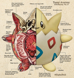 ambiguous_gender anatomical_diagram anatomical_study anatomy anatomy_chart anthro biped bone chart closed_smile cross_section front_view guts intestines liver looking_at_viewer mouth_closed organs paper_background simple_background skull smile solo tan_background teeth text twitter_handle x-ray_view yellow_body christopher_stoll nintendo pokemon pokenatomy generation_2_pokemon pokemon_(species) togepi 2022 biological_illustration copyright_name digital_drawing_(artwork) digital_media_(artwork) english_text full-length_portrait hi_res portrait species_name technical_illustration