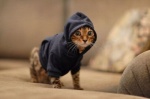 alternative_fashion ambiguous_gender clothing feral fur hipster hoodie looking_at_viewer real solo topwear whiskers young young_ambiguous young_feral unknown_artist domestic_cat felid feline felis mammal tabby_cat grandfathered_content meme