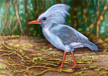 beak blue_body blue_feathers dirt feathers feet feral forest_background green_body green_feathers grey_body grey_feathers head_tuft leaf on_ground orange_beak orange_feet orange_legs orange_talons plant red_eyes solo stick teal_body teal_feathers text tree tuft willemsvdmerwe kagu 2026 english_text