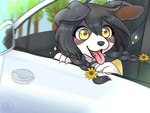 4_fingers accessory ahoge anthro black_hair black_nose blush blush_lines braided_hair braided_pigtails car claws fangs female female_anthro finger_claws fingers floppy_ears flower flower_in_hair fur grey_background hair hair_accessory happy inside_car inside_vehicle kemono motion_blur multicolored_body multicolored_fur open_mouth pawpads paws pigtails plant seatbelt simple_background solo teeth tongue tongue_out two_tone_body two_tone_fur vehicle white_body white_fur yellow_eyes koto0v0haru cotorita border_collie canid canine canis collie domestic_dog herding_dog mammal pastoral_dog sheepdog 2021 4:3 digital_media_(artwork) hi_res